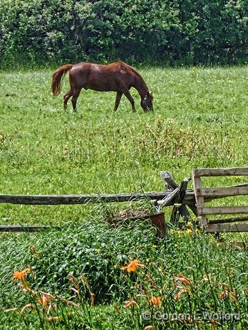 Grazing Horse_P1010660.jpg - Photographed near Perth, Ontario, Canada.